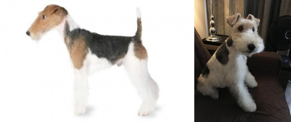 Wire Haired Fox Terrier vs Fox Terrier - Breed Comparison