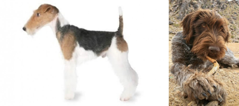 Wirehaired Pointing Griffon vs Fox Terrier - Breed Comparison
