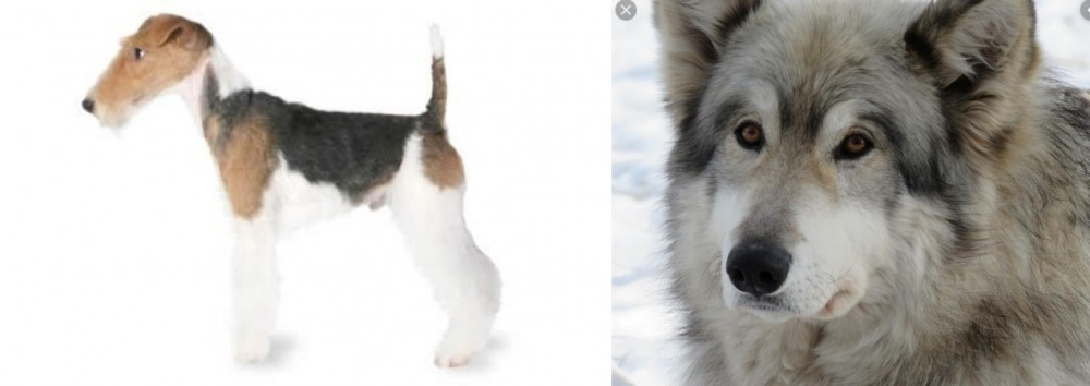 Wolfdog vs Fox Terrier - Breed Comparison