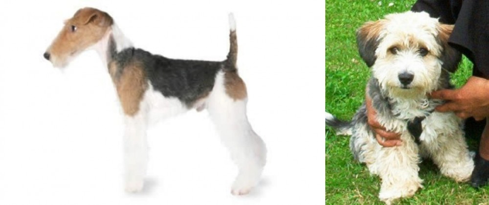 Yo-Chon vs Fox Terrier - Breed Comparison