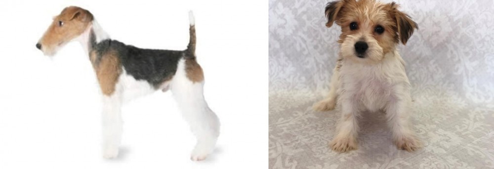 Yochon vs Fox Terrier - Breed Comparison