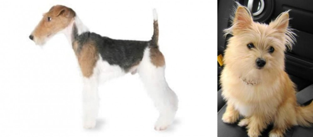 Yoranian vs Fox Terrier - Breed Comparison