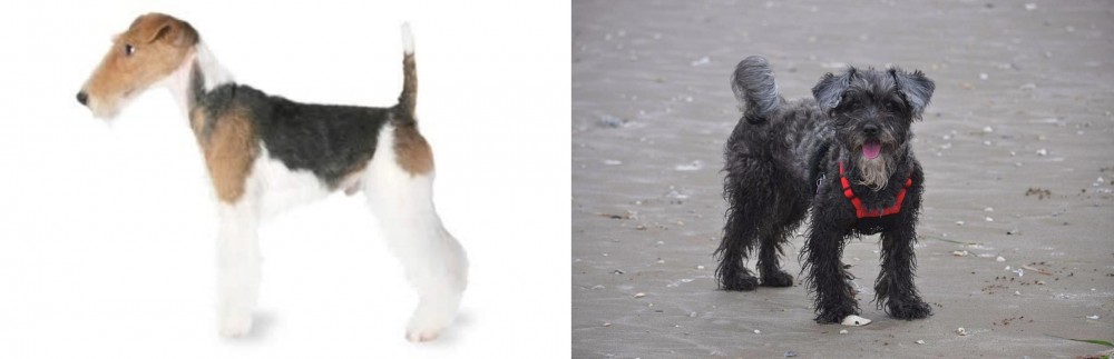 YorkiePoo vs Fox Terrier - Breed Comparison
