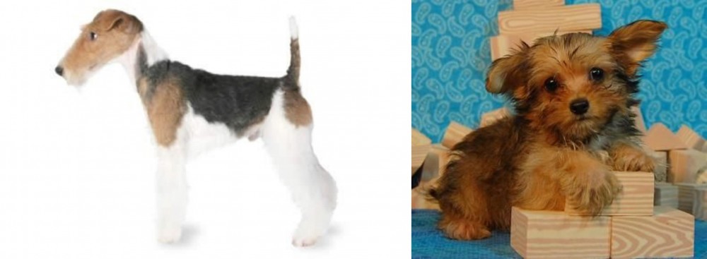 Yorkillon vs Fox Terrier - Breed Comparison