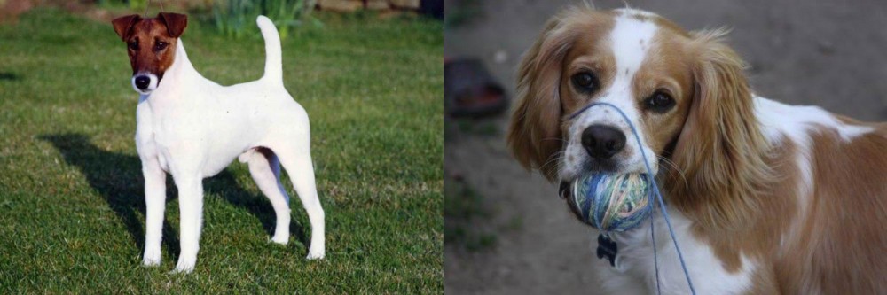Cockalier vs Fox Terrier (Smooth) - Breed Comparison