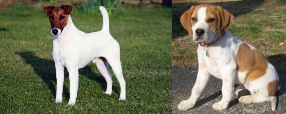 Francais Blanc et Orange vs Fox Terrier (Smooth) - Breed Comparison