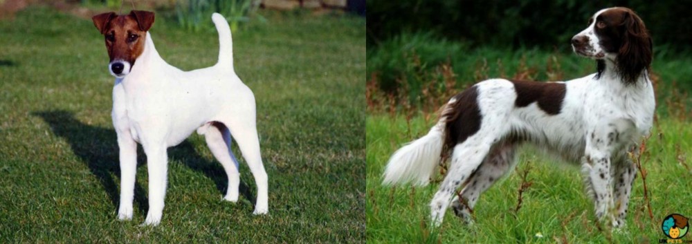 French Spaniel vs Fox Terrier (Smooth) - Breed Comparison