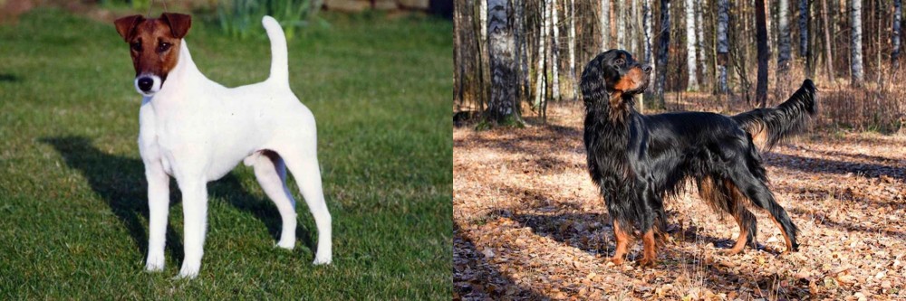 Gordon Setter vs Fox Terrier (Smooth) - Breed Comparison