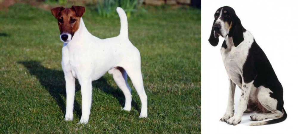 Grand Anglo-Francais Blanc et Noir vs Fox Terrier (Smooth) - Breed Comparison