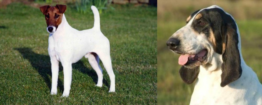 Grand Gascon Saintongeois vs Fox Terrier (Smooth) - Breed Comparison