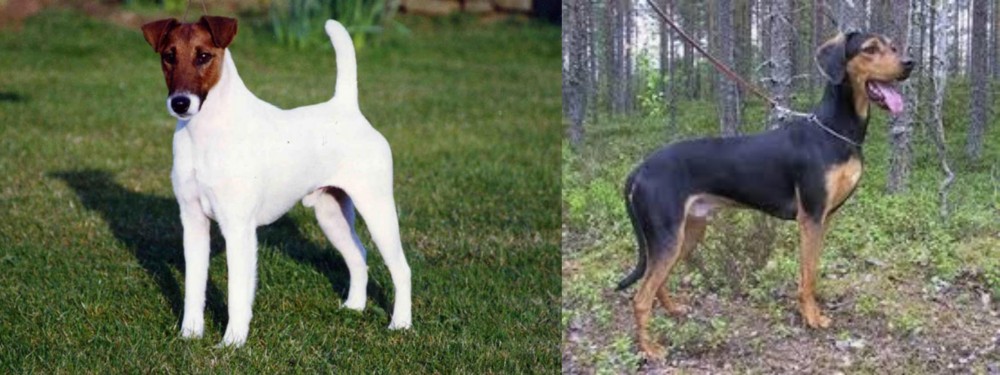 Greek Harehound vs Fox Terrier (Smooth) - Breed Comparison