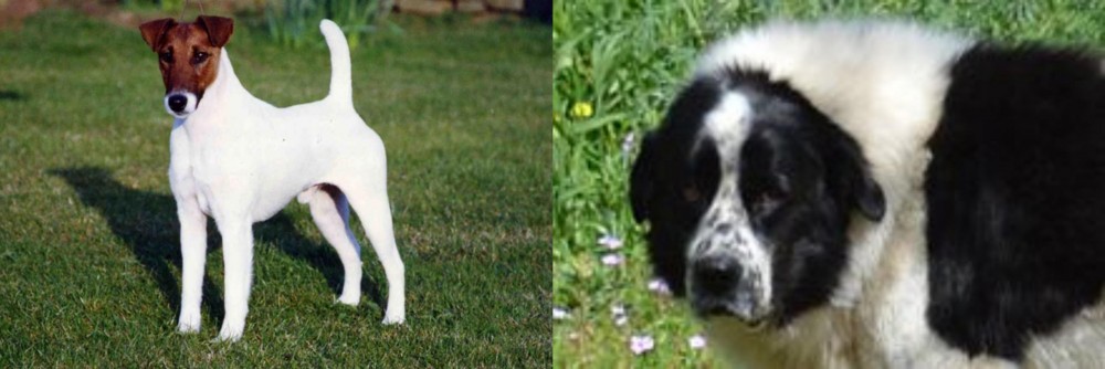 Greek Sheepdog vs Fox Terrier (Smooth) - Breed Comparison