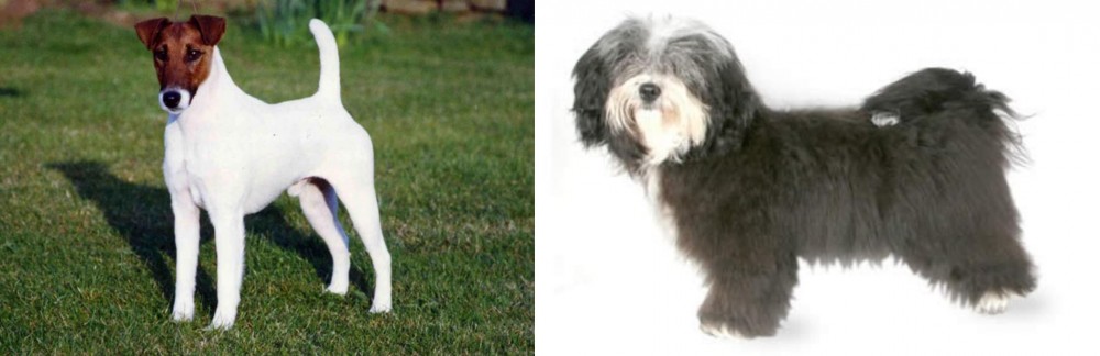 Havanese vs Fox Terrier (Smooth) - Breed Comparison