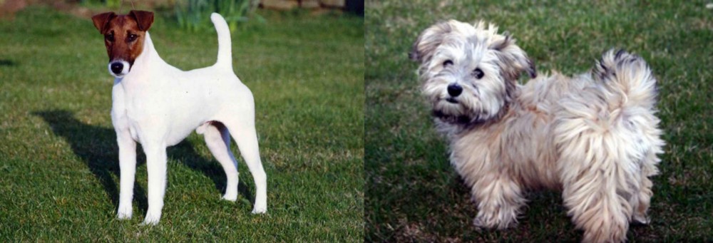 Havapoo vs Fox Terrier (Smooth) - Breed Comparison