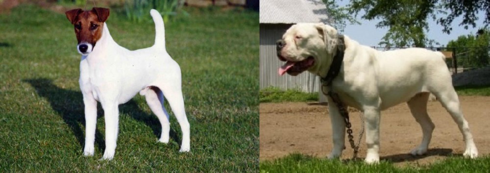 Hermes Bulldogge vs Fox Terrier (Smooth) - Breed Comparison