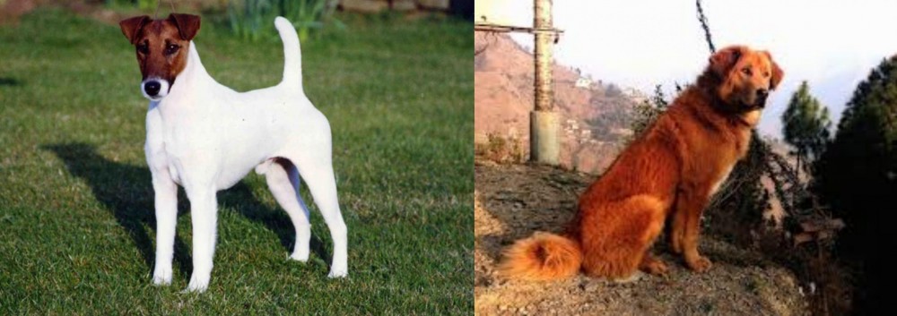 Himalayan Sheepdog vs Fox Terrier (Smooth) - Breed Comparison