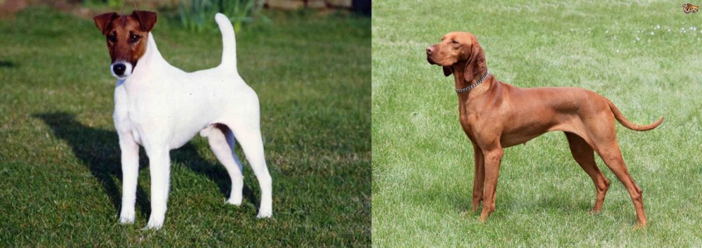 Hungarian Vizsla vs Fox Terrier (Smooth) - Breed Comparison