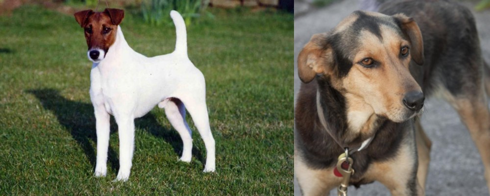 Huntaway vs Fox Terrier (Smooth) - Breed Comparison