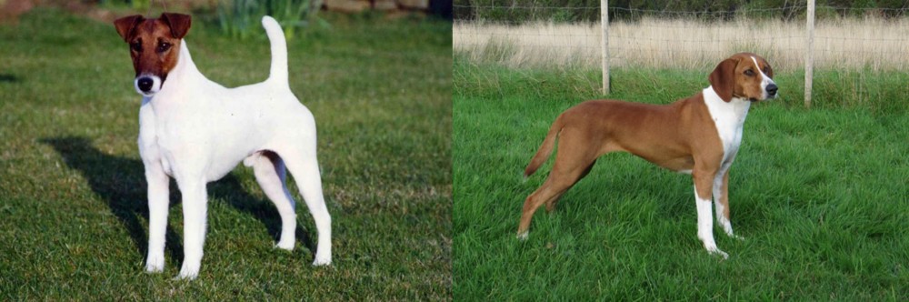 Hygenhund vs Fox Terrier (Smooth) - Breed Comparison