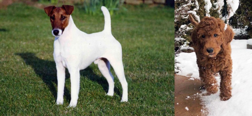 Irish Doodles vs Fox Terrier (Smooth) - Breed Comparison