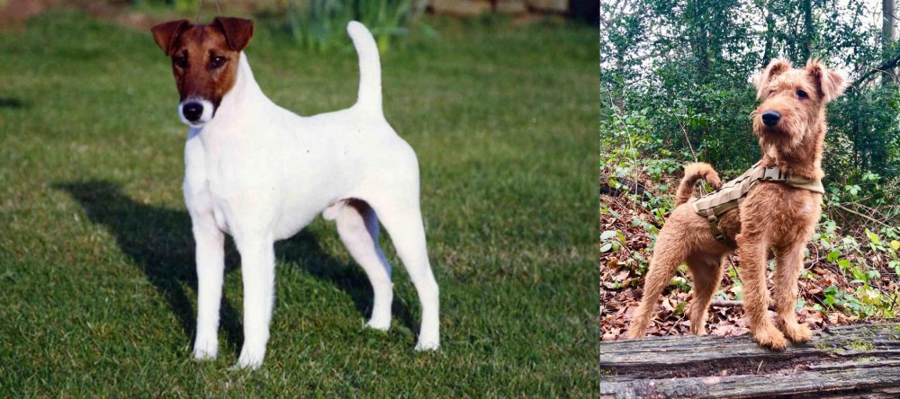Irish Terrier vs Fox Terrier (Smooth) - Breed Comparison
