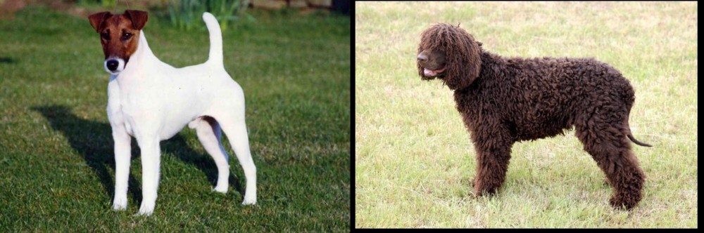 Irish Water Spaniel vs Fox Terrier (Smooth) - Breed Comparison