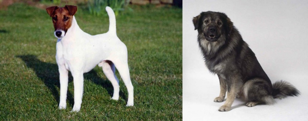 Istrian Sheepdog vs Fox Terrier (Smooth) - Breed Comparison