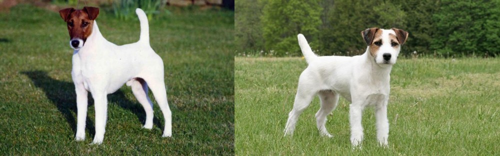 Jack Russell Terrier vs Fox Terrier (Smooth) - Breed Comparison