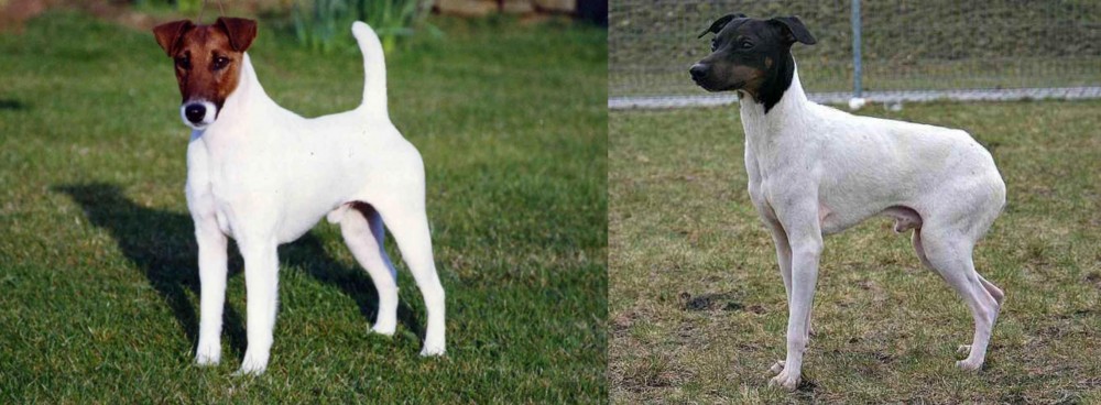 Japanese Terrier vs Fox Terrier (Smooth) - Breed Comparison