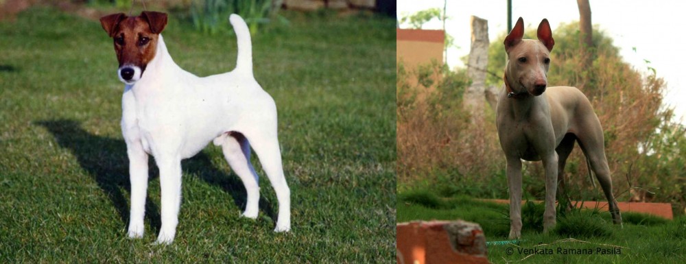 Jonangi vs Fox Terrier (Smooth) - Breed Comparison