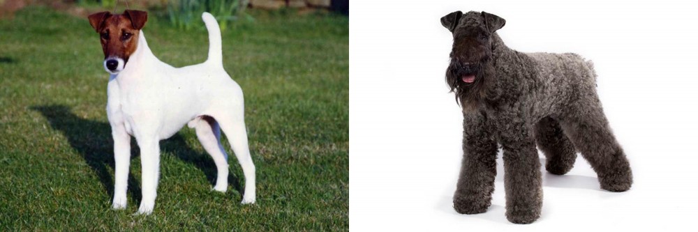 Kerry Blue Terrier vs Fox Terrier (Smooth) - Breed Comparison
