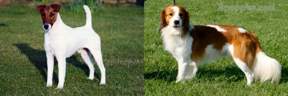 Kooikerhondje vs Fox Terrier (Smooth) - Breed Comparison