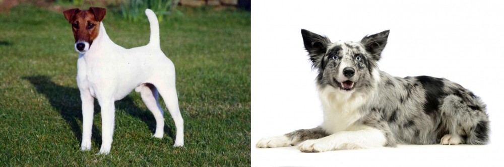 Koolie vs Fox Terrier (Smooth) - Breed Comparison