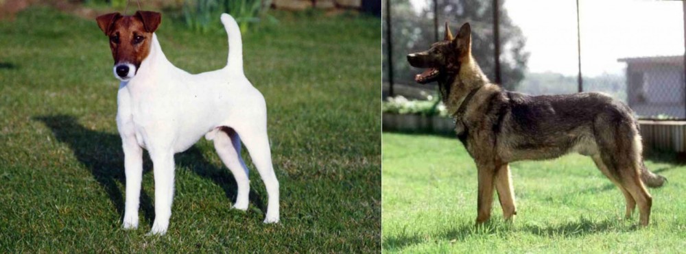 Kunming Dog vs Fox Terrier (Smooth) - Breed Comparison