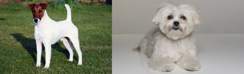 Kyi-Leo vs Fox Terrier (Smooth) - Breed Comparison
