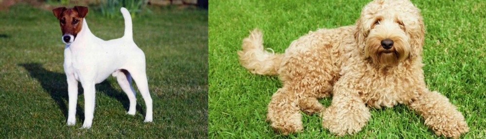 Labradoodle vs Fox Terrier (Smooth) - Breed Comparison