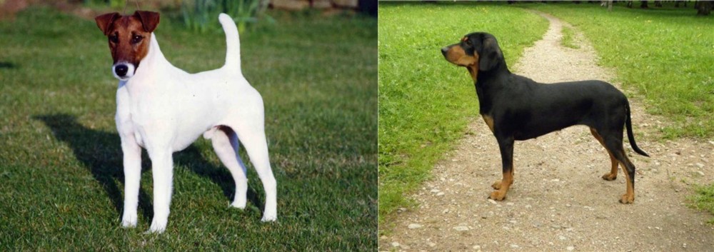 Latvian Hound vs Fox Terrier (Smooth) - Breed Comparison
