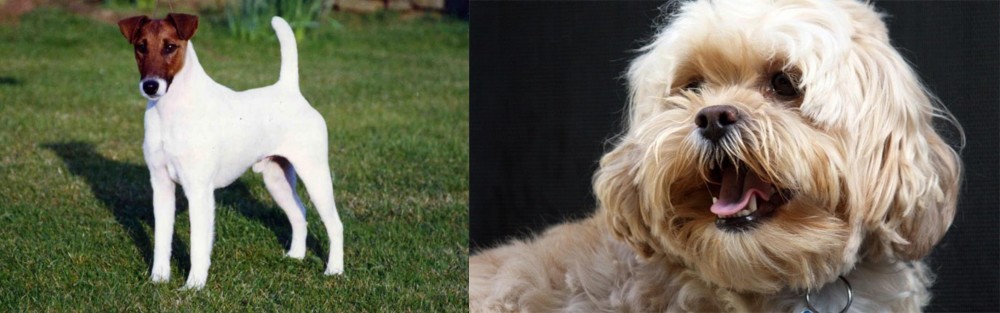 Lhasapoo vs Fox Terrier (Smooth) - Breed Comparison