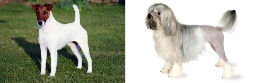 Lowchen vs Fox Terrier (Smooth) - Breed Comparison