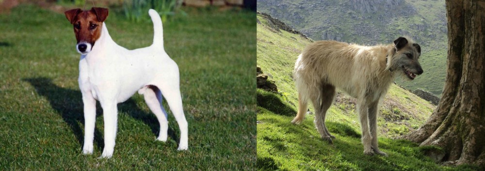 Lurcher vs Fox Terrier (Smooth) - Breed Comparison