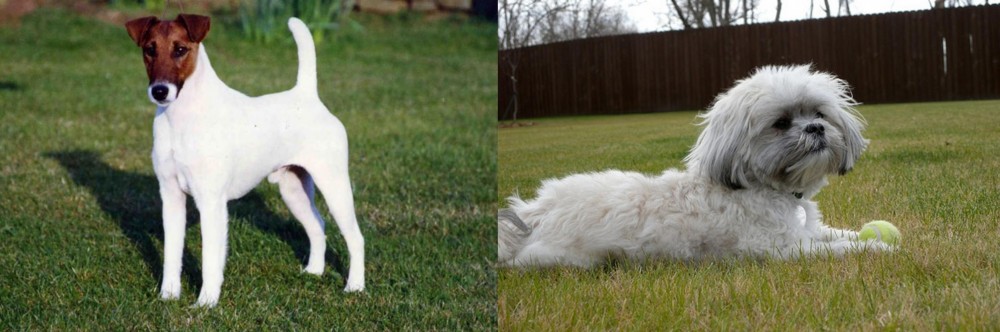 Mal-Shi vs Fox Terrier (Smooth) - Breed Comparison