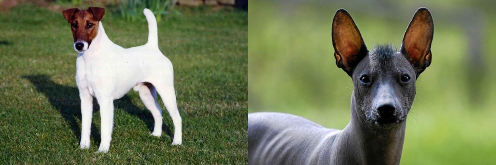 Mexican Hairless vs Fox Terrier (Smooth) - Breed Comparison