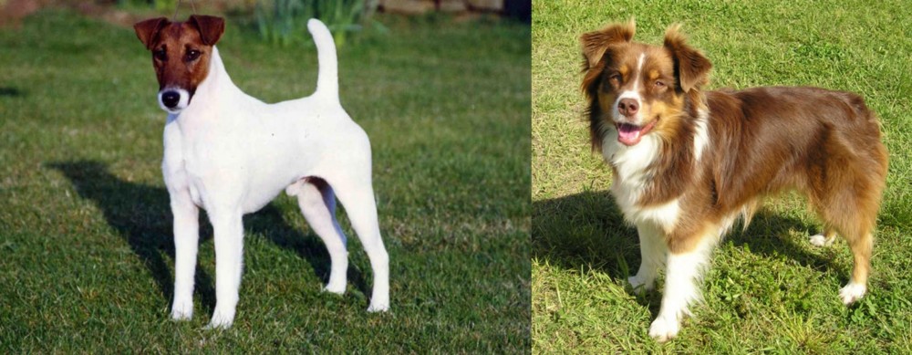 Miniature Australian Shepherd vs Fox Terrier (Smooth) - Breed Comparison