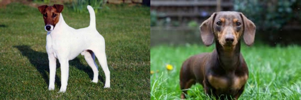 Miniature Dachshund vs Fox Terrier (Smooth) - Breed Comparison