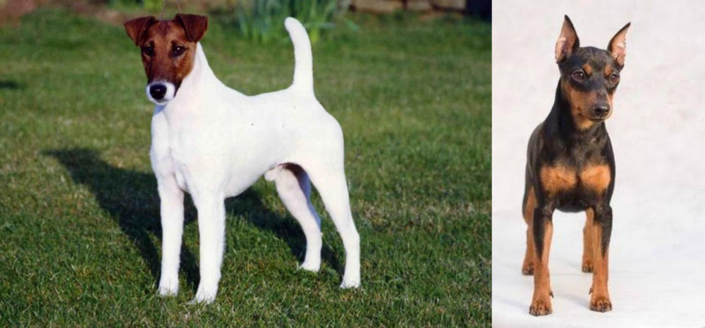 Miniature Pinscher vs Fox Terrier (Smooth) - Breed Comparison