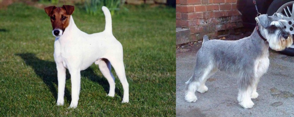 Miniature Schnauzer vs Fox Terrier (Smooth) - Breed Comparison