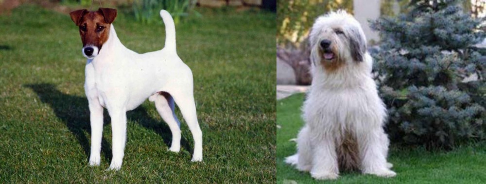 Mioritic Sheepdog vs Fox Terrier (Smooth) - Breed Comparison