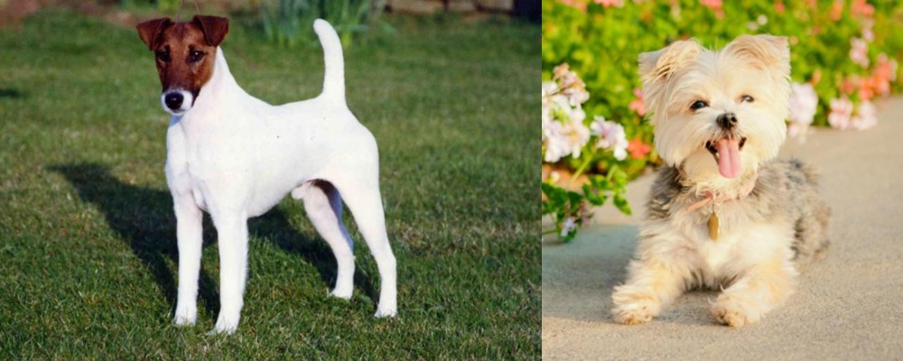 Morkie vs Fox Terrier (Smooth) - Breed Comparison