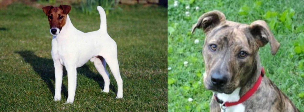 Mountain Cur vs Fox Terrier (Smooth) - Breed Comparison