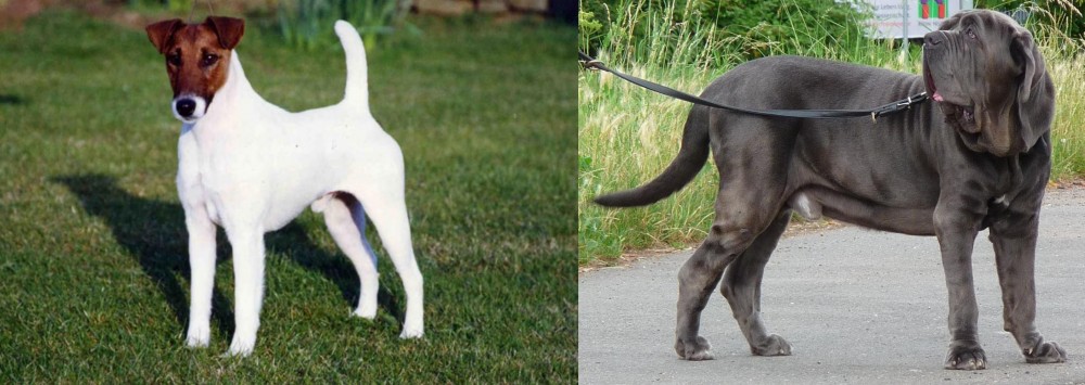 Neapolitan Mastiff vs Fox Terrier (Smooth) - Breed Comparison